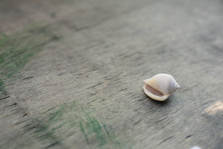 Seashells on the old grey wooden background.の写真素材