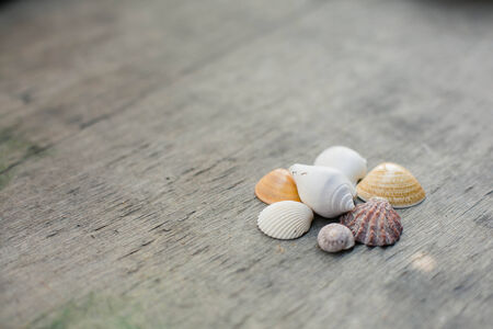 Seashells on the old grey wooden background.の写真素材