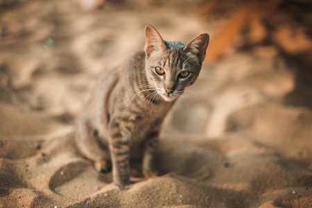 Cat siting on the beach under the umbrellaの写真素材