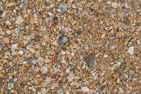 Sea sand texture made of shell and stone pieces. Seamless texture