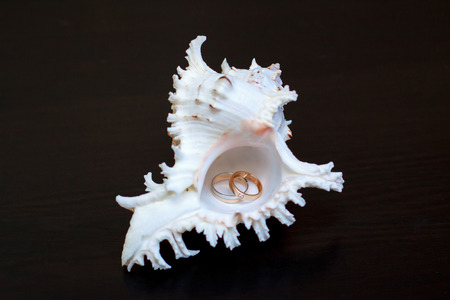 Wedding rings in a sea shell on the black backgroundの写真素材