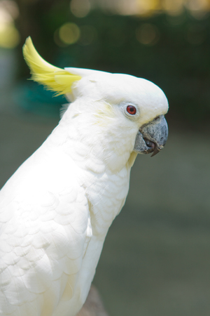 African big parrot in the contact zooの写真素材