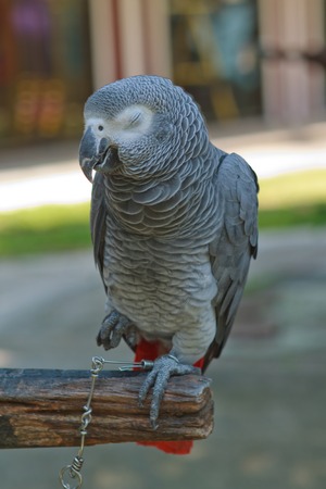 African big parrot in the contact zooの写真素材