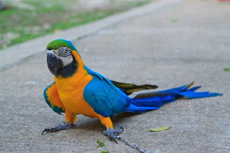 African big parrot in the contact zooの写真素材