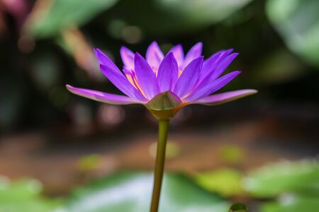 Close up asian lotus flower in water.の写真素材