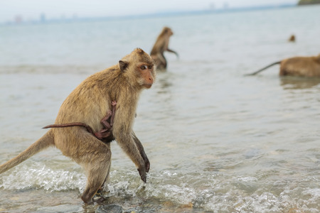 Monkey. Crab-eating macaque seats on the shore of the monkey islandの写真素材