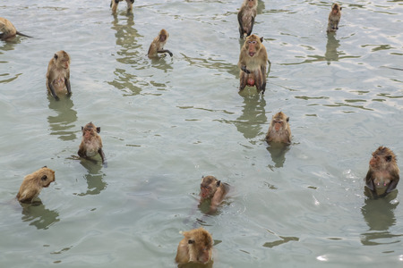 Crab-eating macaque swimming near the monkey island in Thailand.の写真素材