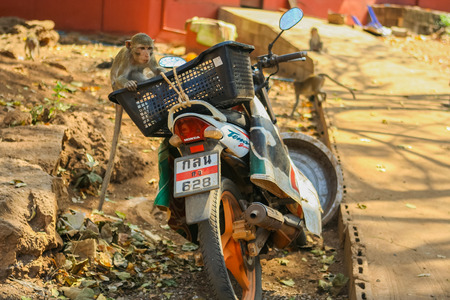 Monkey seats on the motorbike in a basket. Thailand.のeditorial素材