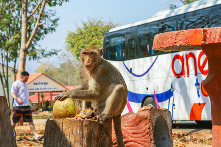 Monkey. Crab-eating macaque seats on the tree. Thailand.のeditorial素材