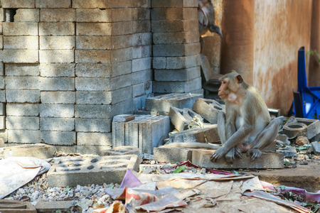 Monkey. Crab-eating macaque seats on the tree.の写真素材