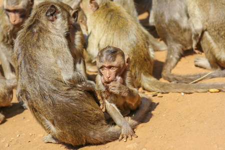A group of monkeys on the ground.