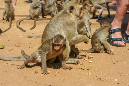 A group of monkeys on the ground.