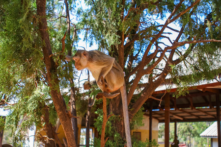 Monkey seats on the tropical tree. Thailand.