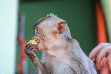 Monkey eats raw banana on the ground.の写真素材