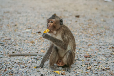 Monkey eats raw banana on the ground.の写真素材