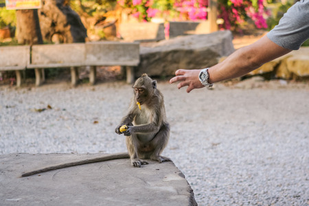 Monkey eats raw banana on the ground.の写真素材