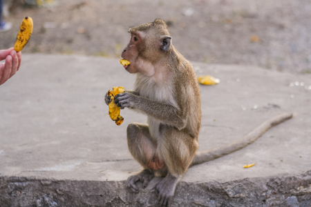 Monkey eats raw banana on the ground.の写真素材