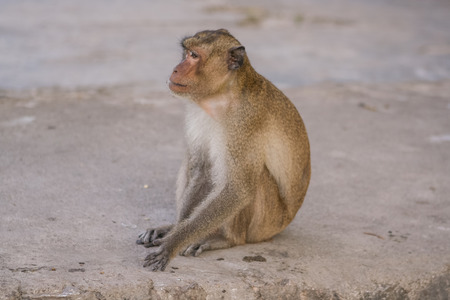 Monkey eats raw banana on the ground.