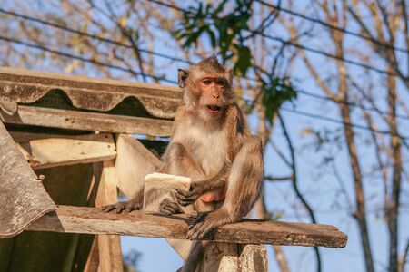 Monkey seats on the brocken roof. Thailand.