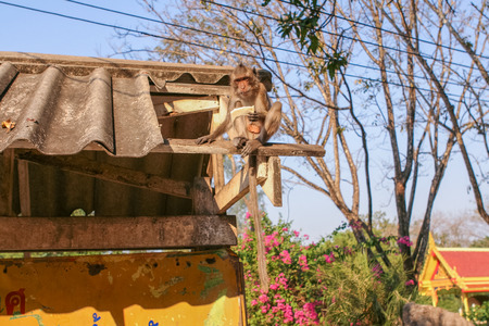 Monkey seats on the brocken roof. Thailand.