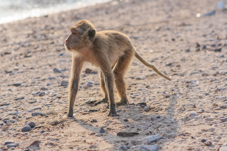 Monkey. Crab-eating macaque seats on the shore of the monkey islandの写真素材