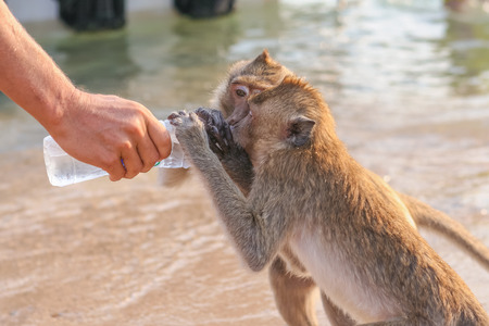 Monkey drinks water from a plasic bottleの写真素材