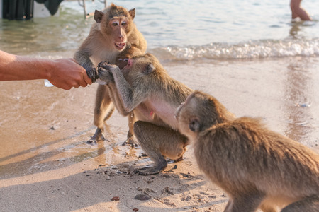 Monkey drinks water from a plasic bottleの写真素材