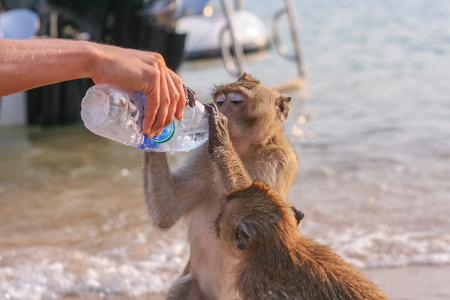 Monkey drinks water from a plasic bottleの写真素材