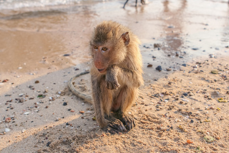 Monkey. Crab-eating macaque seats on the shore of the monkey islandの写真素材