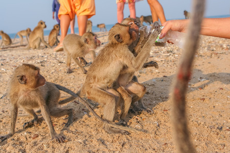 Monkey drinks water from a plasic bottleの写真素材