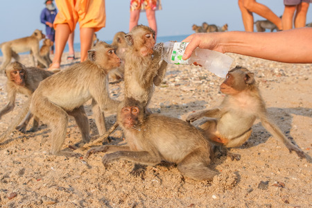 Monkey drinks water from a plasic bottleの写真素材
