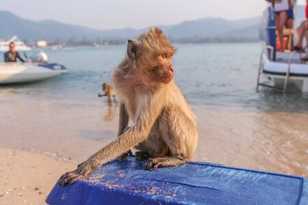 Monkey. Crab-eating macaque seats on the shore of the monkey islandの写真素材