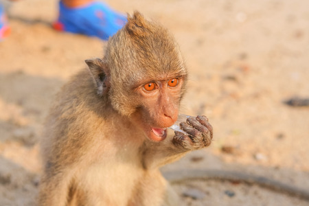 Monkey eats small peace of ice on the island