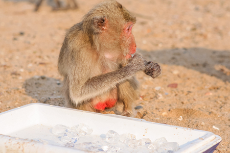 Monkey eats small peace of ice on the islandの写真素材