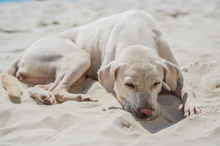Cute dog relaxing on the sandy beachの写真素材