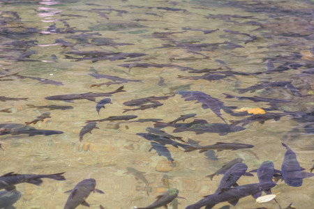 Swimming in clear water black fish. Thailand.の写真素材