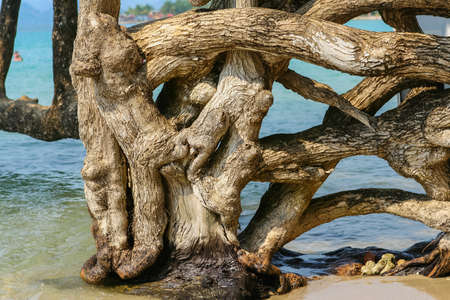 Tree with many trunk sin the seaの写真素材