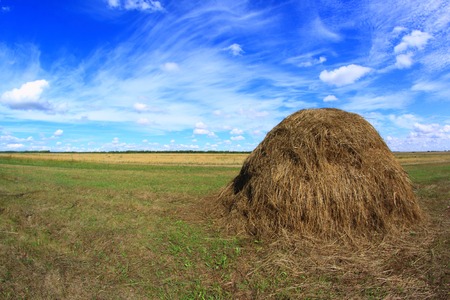 A stack of yellow hay on the field.の写真素材