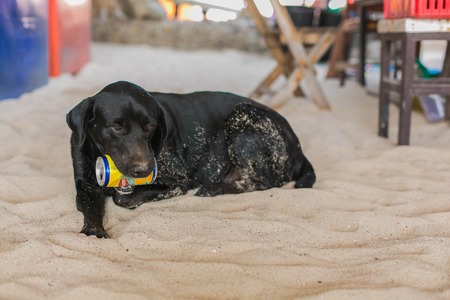 KOH LARN ISLAND, CHONBURI, THAILAND ::  05 JANUARY, 2014. Black dog lays on the sand with a can of Lipton tea in the teeth.  January 05, 2014.のeditorial素材