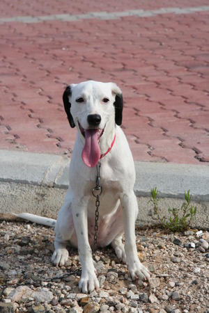 Cute Dalmatian Dog relaxing on the street