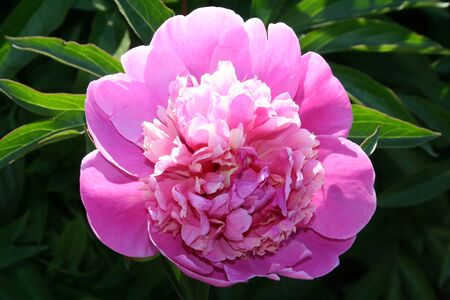 Closeup of beautiful blooming pink peony flower backgroundの写真素材
