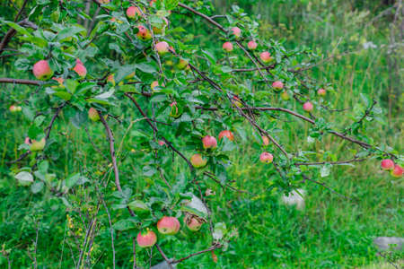 Fresh red apples on the apple tree with green leaves.
