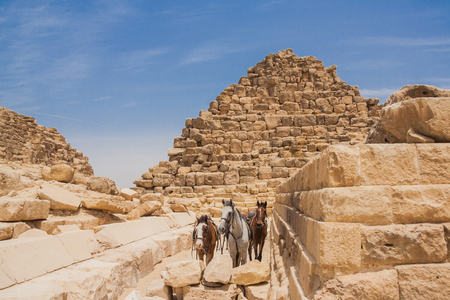 Three horses and pyramids of Giza in Egyptの写真素材