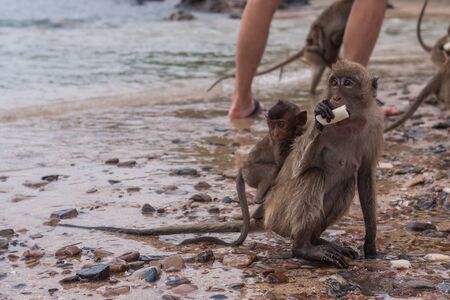 Monkey. Crab-eating macaque seats on the shore of the monkey islandの写真素材