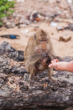Monkey. Crab-eating macaque seats on the shore of the monkey islandの写真素材