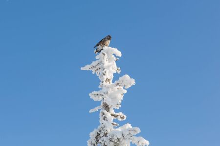Bird on the top of the snow covered tree.