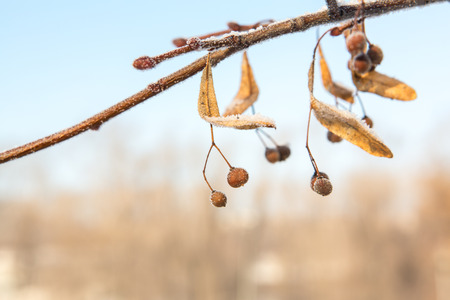 Crystals of ice and snow on the apple tree branches.の写真素材