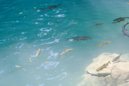 Swimming in clear water black fish. Thailand.の写真素材