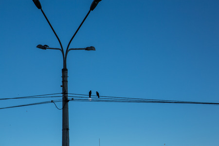 Street lamp and two birds on wiresの写真素材