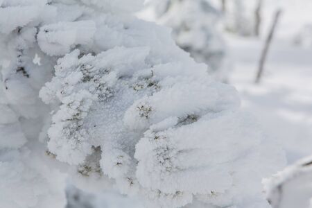 Frozen pine tree branches covered with snowの写真素材